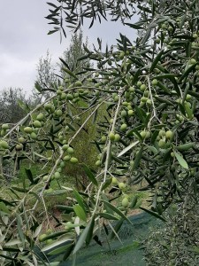1.branches full of olives - Copia (1)